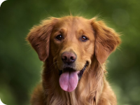 Is it time to spice up your pup's mealtime?