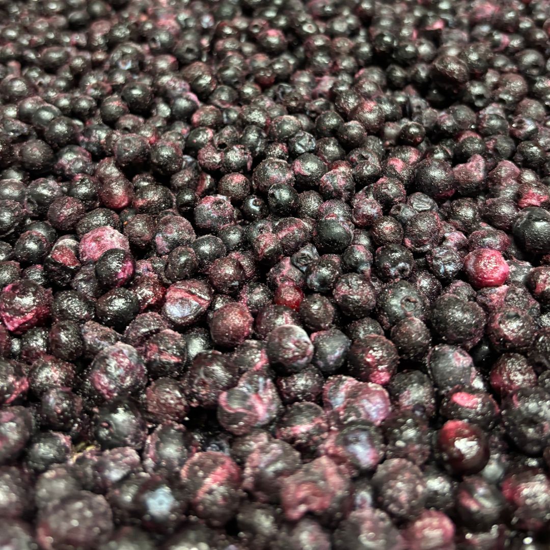 Freeze dried wild blueberries from Carnevore Mountain