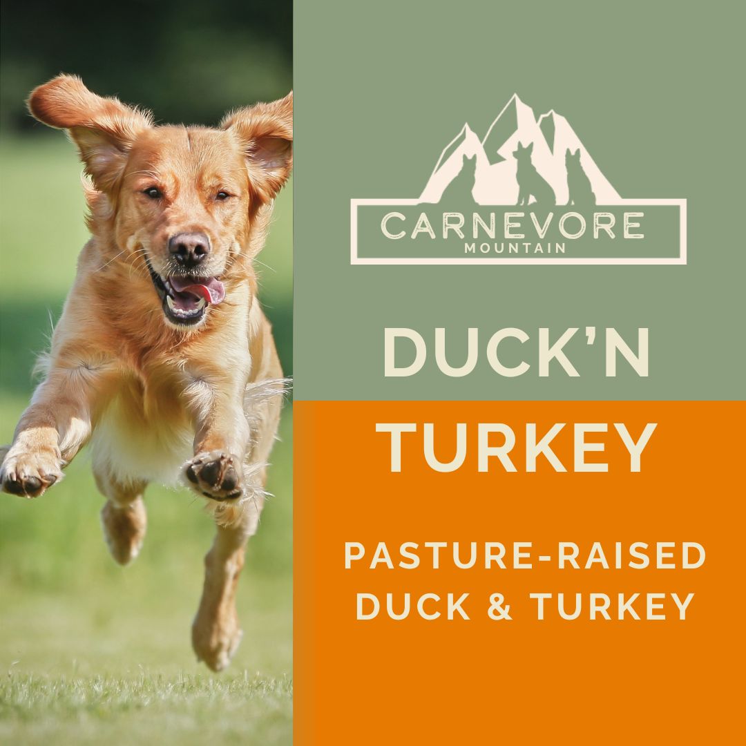 Dog running on grass with Carnevore Mountain branding for Duck'n Turkey product.