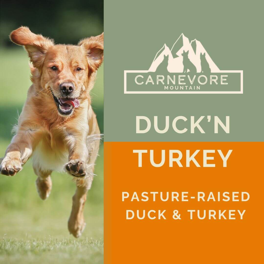 Duck and Turkey Raw Dog Food – Poultry Blend with a happy dog jumping outdoors.