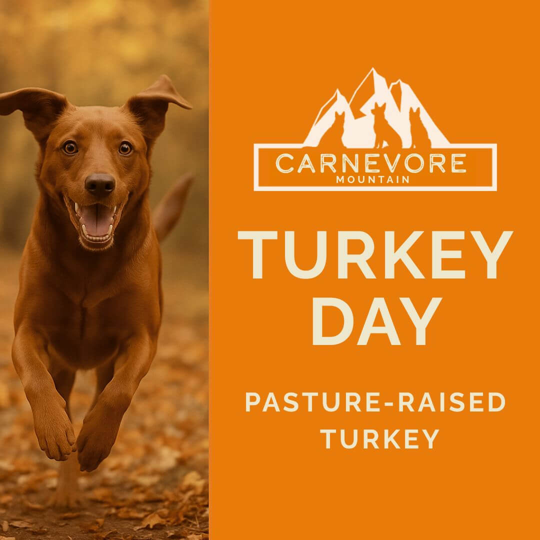 Happy dog running in autumn with Turkey Day and pasture-raised turkey text for turkey raw dog food.