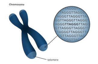 Image of DNA with the words chromosome and telomere with a circle showing a magnified view of the DNA.