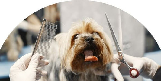 A dog with a healthy, shiny coat looking at the camera with its tongue out.