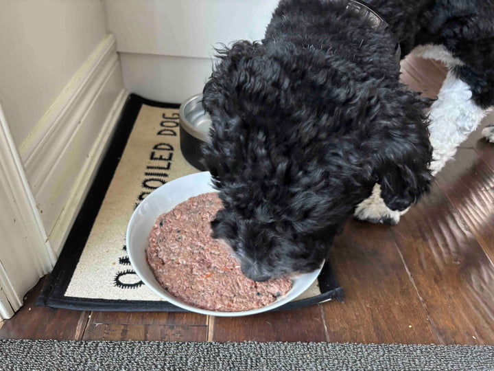 Picture of a Portuguese Water Dog eating Carnevore Mountain Pure Duck Blend raw dog food. 