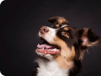 Best Raw Food For Dogs with Allergies, and Itchy Skin