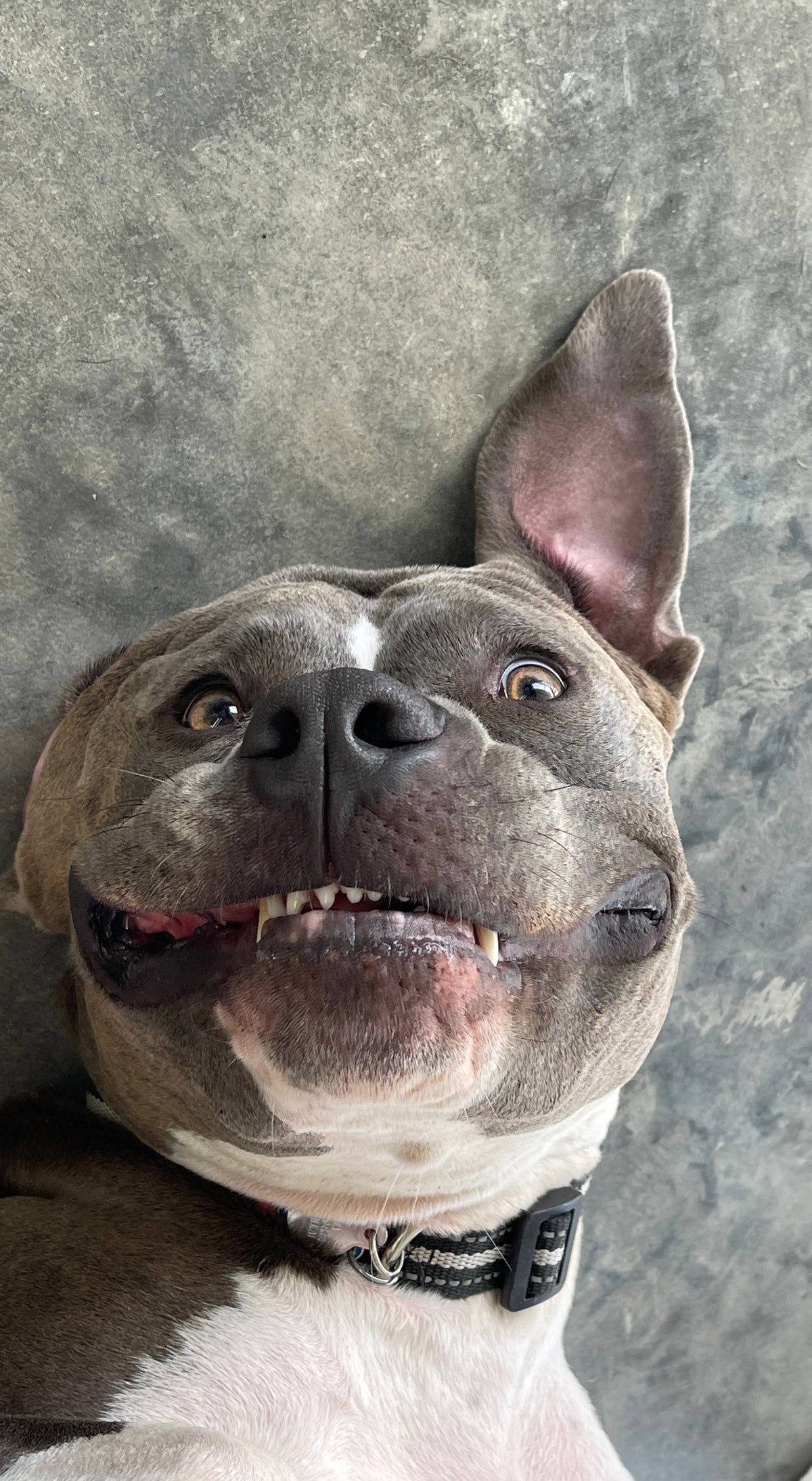 Photo of Kaia, a blue nose pitbull looking at the camera with one ear up. 