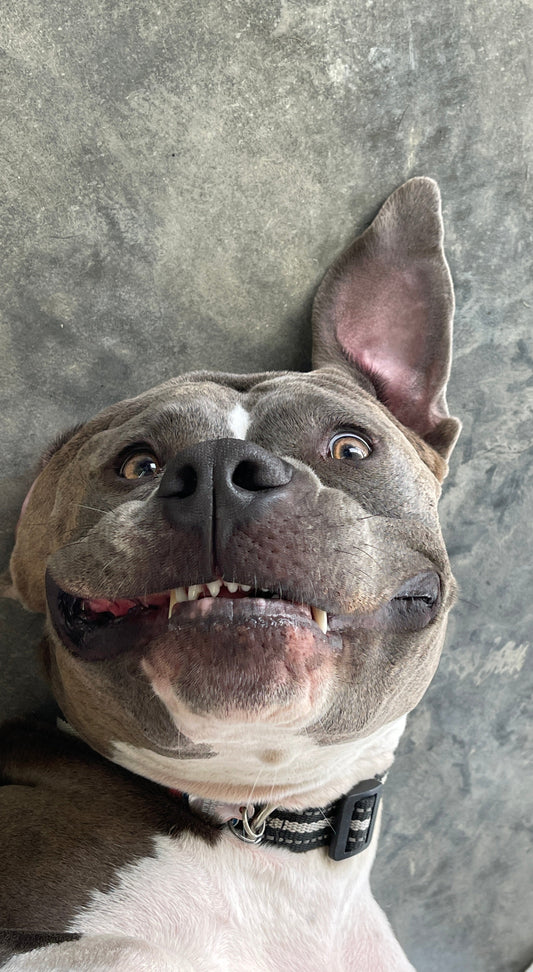 Photo of Kaia, a blue nose pitbull looking at the camera with one ear up. 