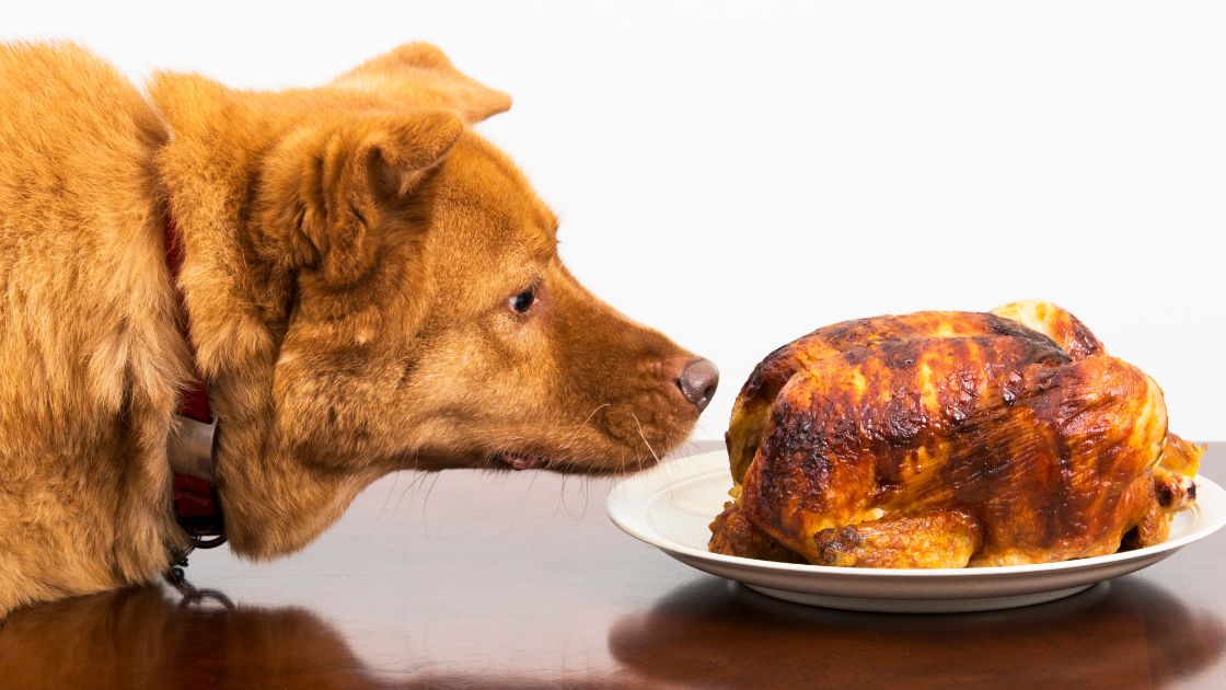 Brown dog laying down and staring at a rotisserie chicken on a white plate. 