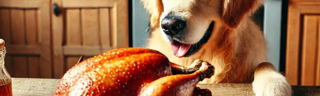 A golden retriever sitting up at a table about to eat a rotisserie chicken.