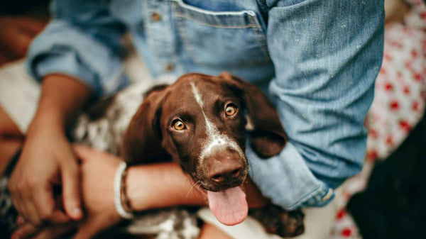 Brown dog with tongue hanging out lookinat the camera while laying on their owner who is wearing a blue jean jacket. 