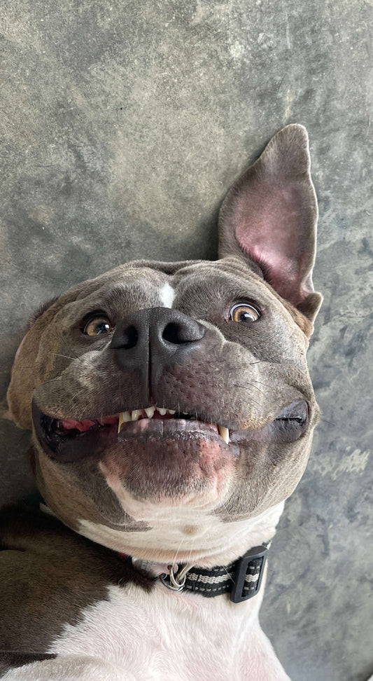 Photo of Kaia, a blue nose pitbull looking at the camera with one ear up. 
