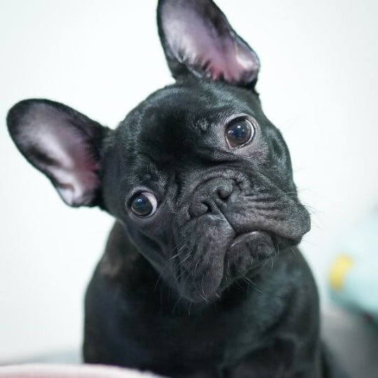 A French Bulldog looking at the camera with its head tilted to the side and ears perked up.