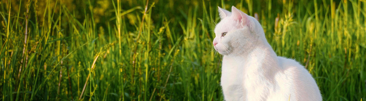 White cat in a field of grass looking to the left of the screen