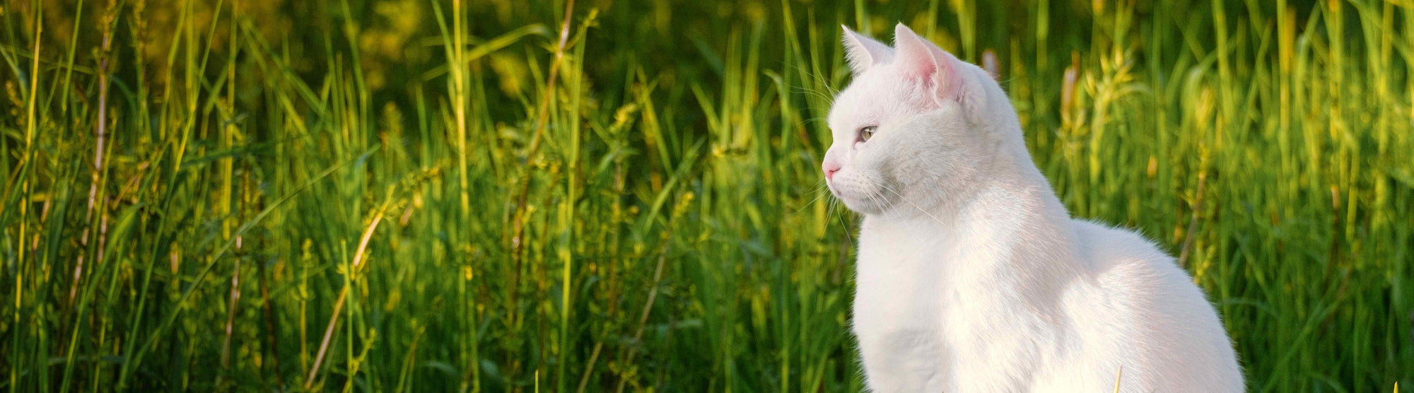 White cat in a field of grass looking to the left of the screen