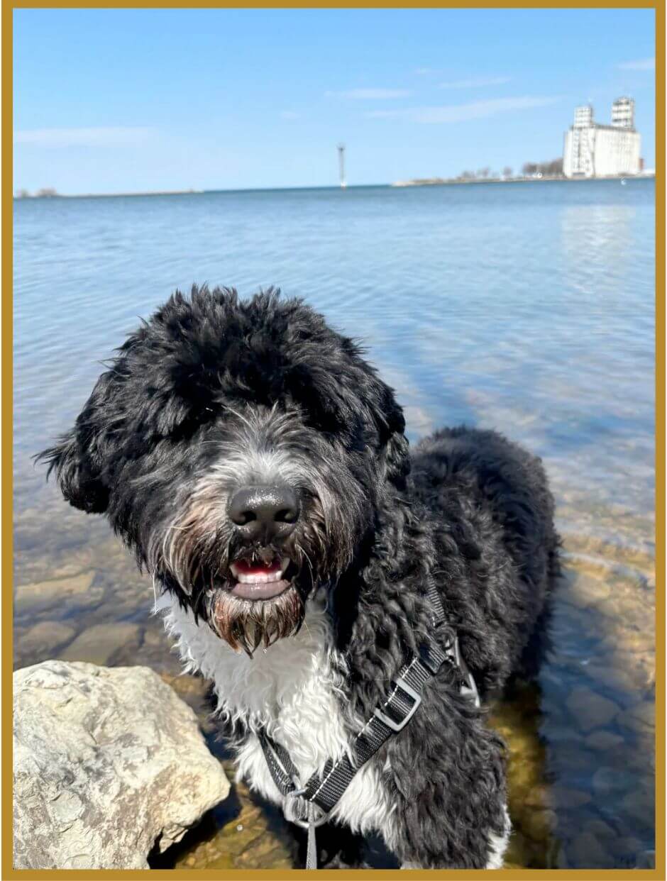 A Portuguese Water Dog standing in shallow lake water
