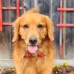 George, a Golden Retriever, by a wooden fence