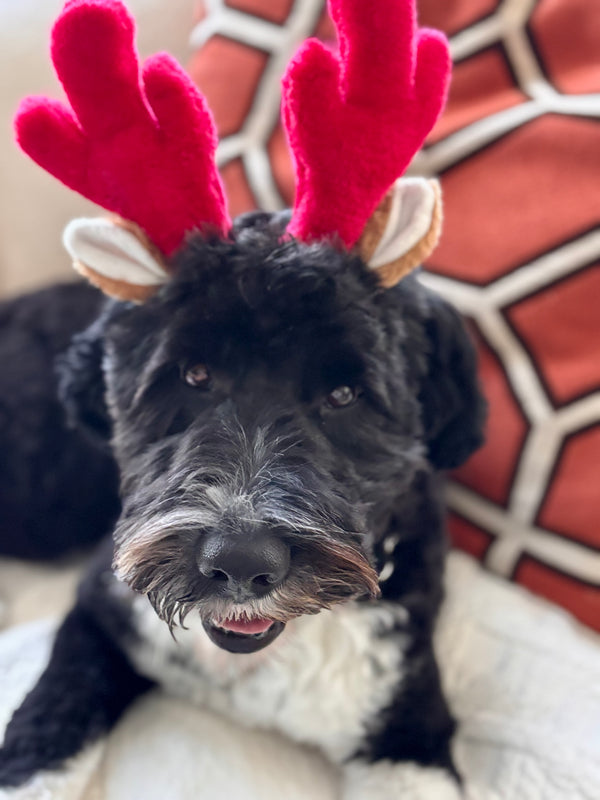 Dog wearing red reindeer antlers against a geometric-patterned wall.