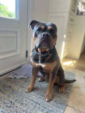 Kooch, an Old English Bulldog, sitting on a rug by the door at home
