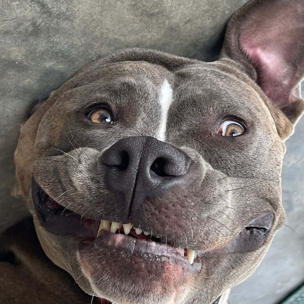 Kaia, a grey and white Blue Nose Pit Bull, in close-up against a concrete wall