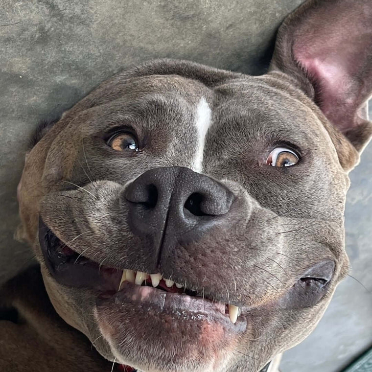 Happy dog eating raw food