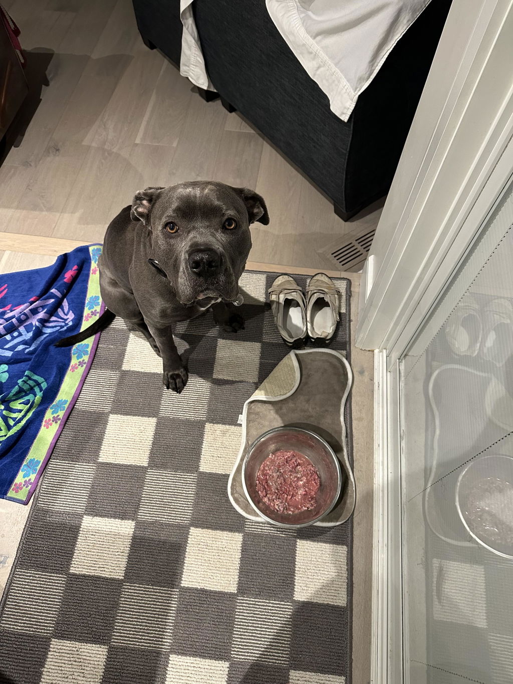 Mandy Kalelis's grey dog sits by a steel bowl of raw food, looking up at the camera