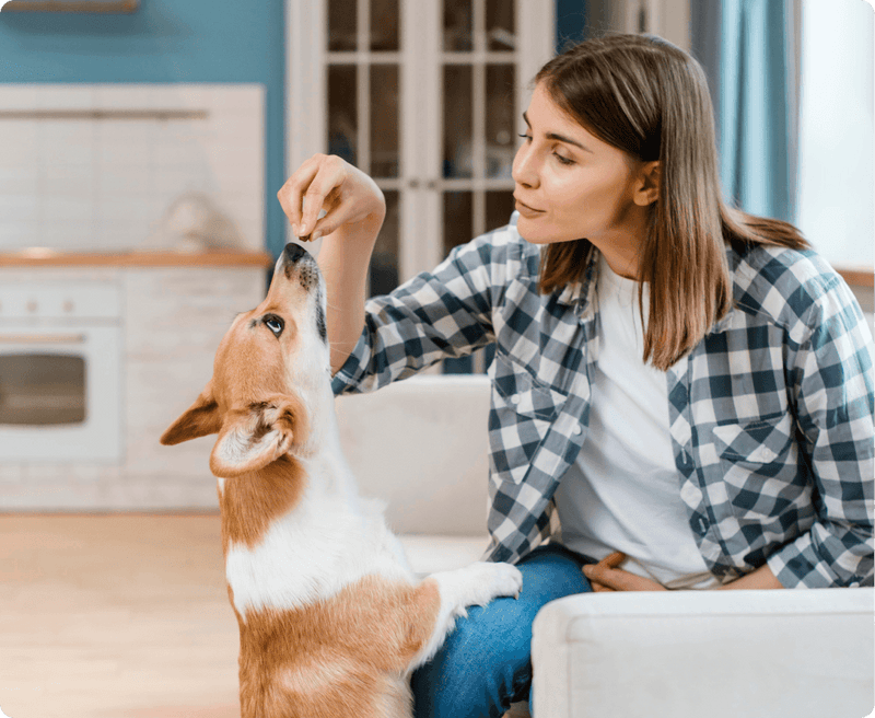 Real pet parent testimonials for Carnevore Mountain