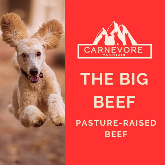 Dog running on a blurred natural background with Carnevore Mountain logo and text about pasture-raised beef.