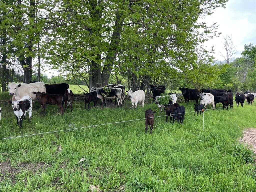 Wild Meadows Farm