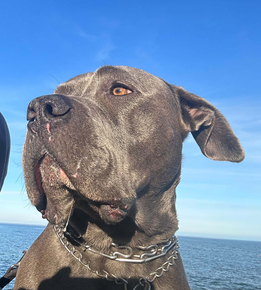 Zeus
