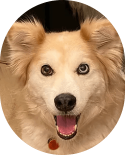 Ava, a fluffy light-coloured dog, looking up at the camera