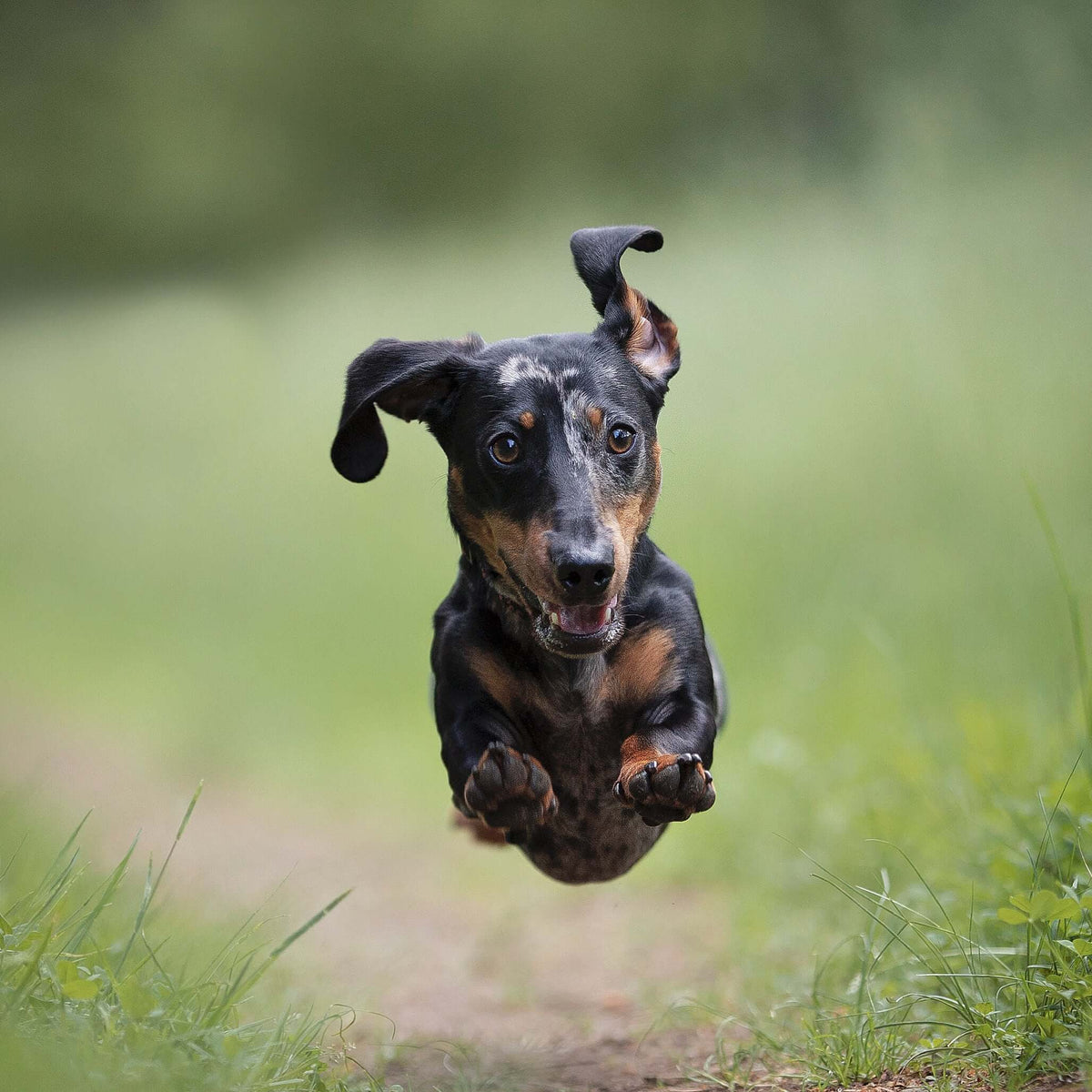 Happy dog running along a green, grassy trail