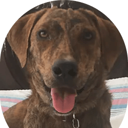 Palmer, a brown brindle Potcake, with his tongue out